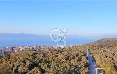 MUDANYA HALİTPAŞA DA DENİZ MANZARALI ZEYTİNLİK