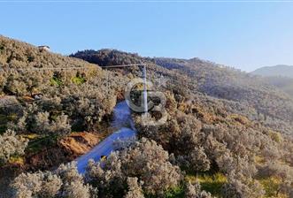 MUDANYA HALİTPAŞA DA DENİZ MANZARALI ZEYTİNLİK - 7 - 345853