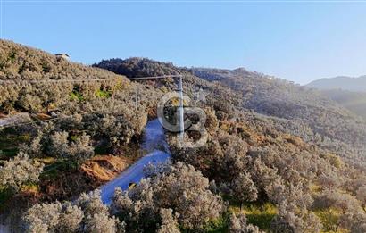 MUDANYA HALİTPAŞA DA DENİZ MANZARALI ZEYTİNLİK