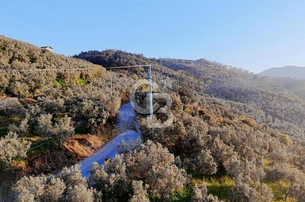 MUDANYA HALİTPAŞA DA DENİZ MANZARALI ZEYTİNLİK