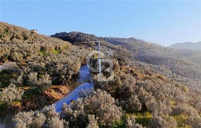 MUDANYA HALİTPAŞA DA DENİZ MANZARALI ZEYTİNLİK