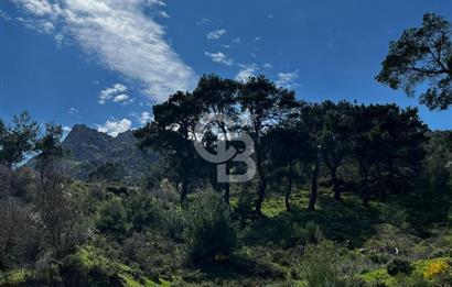 İzmir Bergama Yola Cepheli 4637 M2 Acil Fırsat Satılık Tarla