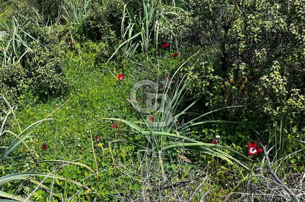 İzmir Bergama Yola Cepheli 4637 M2 Acil Fırsat Satılık Tarla