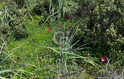 İzmir Bergama Yola Cepheli 4637 M2 Acil Fırsat Satılık Tarla