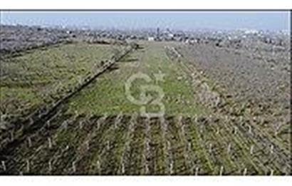 İZMİR KEMALPAŞA ARMUTLU'DA ANA YOLA 2 PARSEL TEK TAPU SATILIK