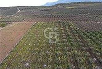 Bergama Kozluca da 9.080 m² 286 Ağaçlı, Bakımlı Zeytinlik - 1 - 345909