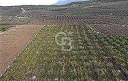 Bergama Kozluca da 9.080 m² 286 Ağaçlı, Bakımlı Zeytinlik