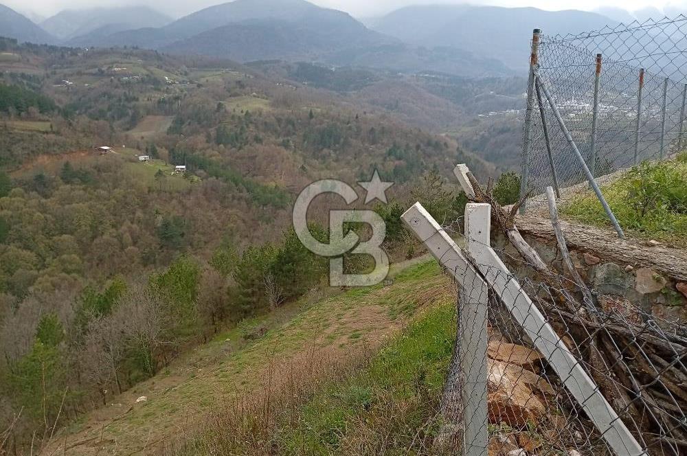 CB CLASS KESTEL GÖZEDE'DE ORMAN MANZARALI YOL+SU 906 M2 TARLA