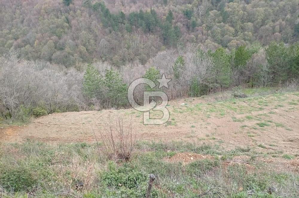 CB CLASS KESTEL GÖZEDE'DE ORMAN MANZARALI YOL+SU 906 M2 TARLA