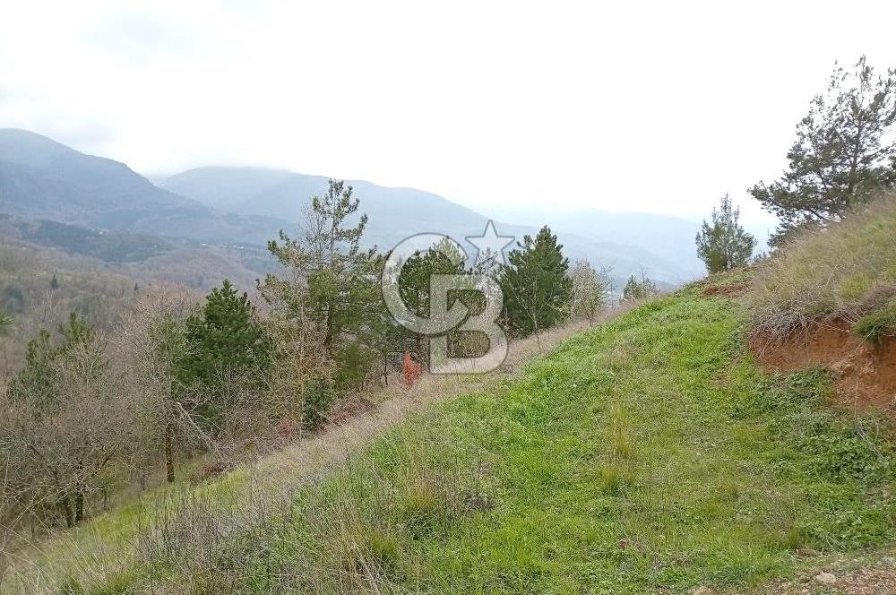 CB CLASS KESTEL GÖZEDE'DE ORMAN MANZARALI YOL+SU 906 M2 TARLA