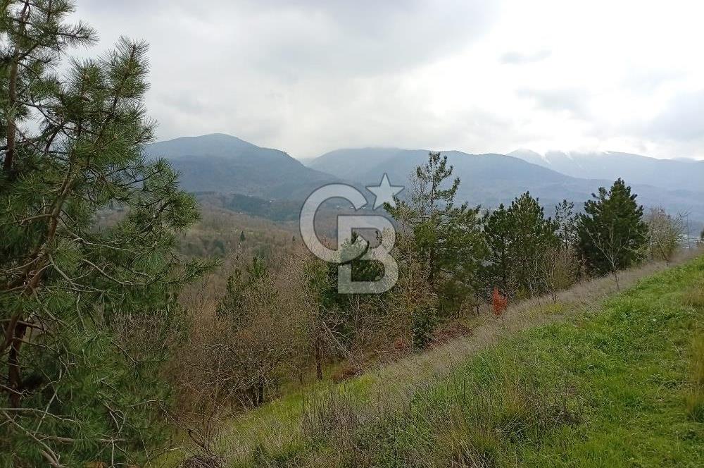 CB CLASS KESTEL GÖZEDE'DE ORMAN MANZARALI YOL+SU 906 M2 TARLA