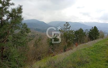 CB CLASS KESTEL GÖZEDE'DE ORMAN MANZARALI YOL+SU 906 M2 TARLA