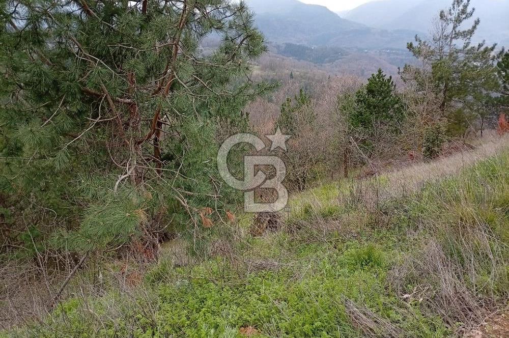 CB CLASS KESTEL GÖZEDE'DE ORMAN MANZARALI YOL+SU 906 M2 TARLA