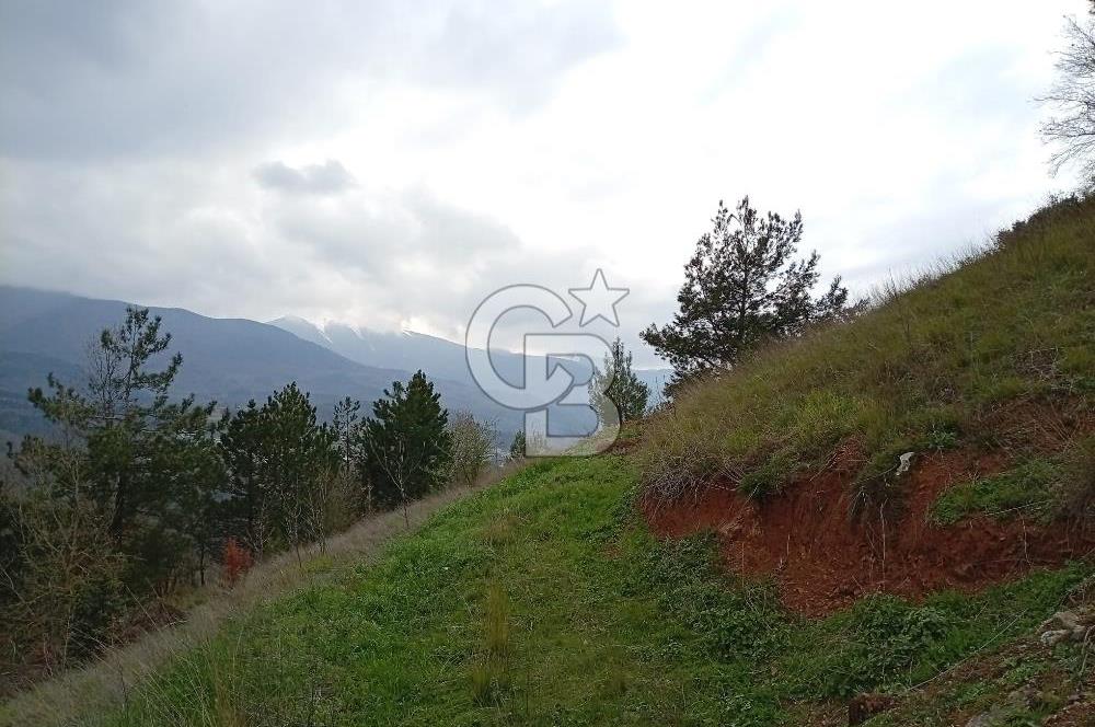 CB CLASS KESTEL GÖZEDE'DE ORMAN MANZARALI YOL+SU 906 M2 TARLA