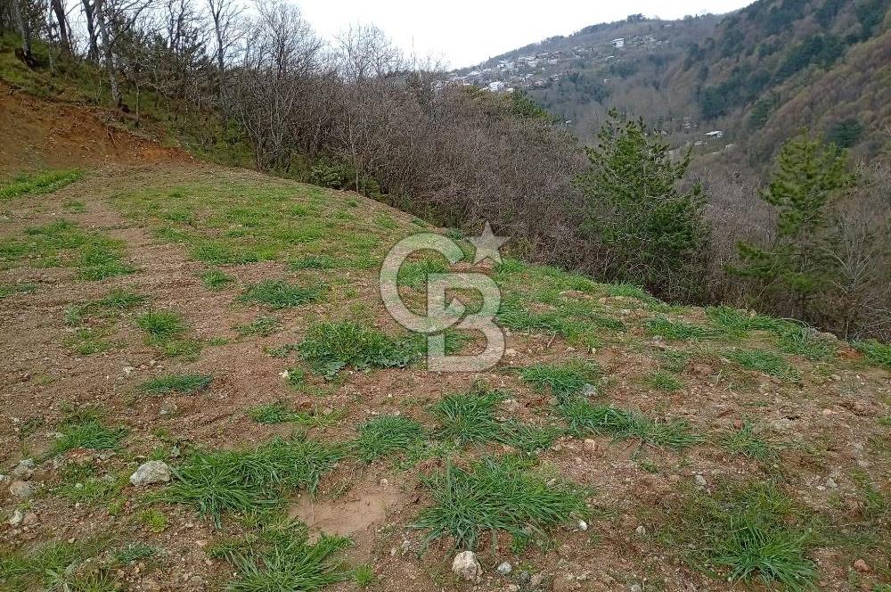 CB CLASS KESTEL GÖZEDE'DE ORMAN MANZARALI YOL+SU 906 M2 TARLA