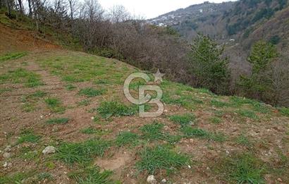 CB CLASS KESTEL GÖZEDE'DE ORMAN MANZARALI YOL+SU 906 M2 TARLA