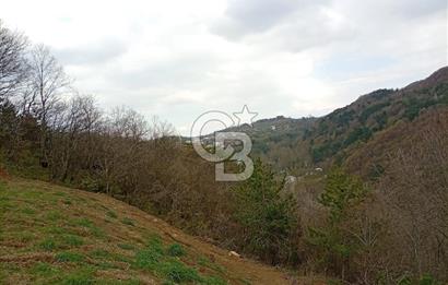 CB CLASS KESTEL GÖZEDE'DE ORMAN MANZARALI YOL+SU 906 M2 TARLA