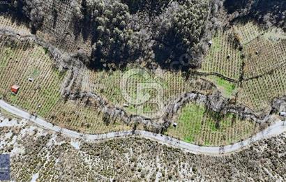 taşkesti merkezde yol kenarı tarla