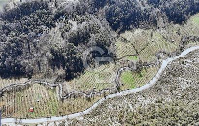 taşkesti merkezde yol kenarı tarla