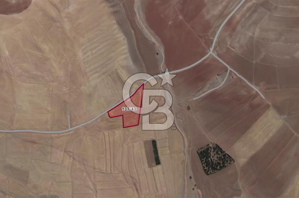 CB VİZYON GÖKHAN KORAL'DAN ASFALT YOLA CEPHE SATILIK TARLA