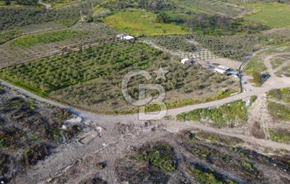 ALİAĞA BOZKÖY'DE SATILIK 4,397 M2 TARLA