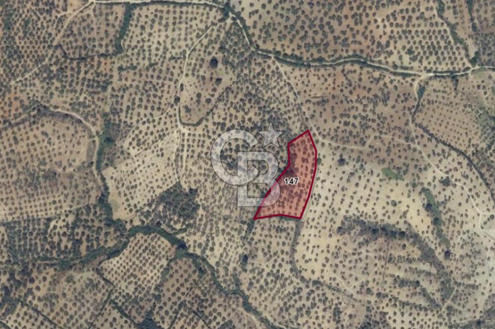 EMSALSİZ FİYAT! HAVRAN'DA KADASTRAL YOLLU, VERİMLİ ZEYTİNLİK