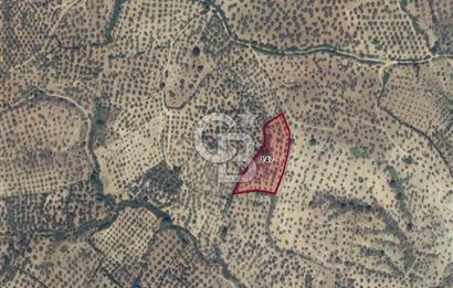 EMSALSİZ FİYAT! HAVRAN'DA KADASTRAL YOLLU, VERİMLİ ZEYTİNLİK