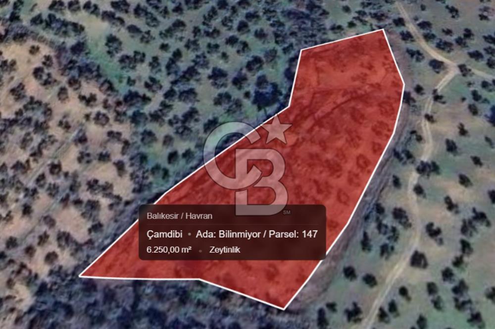 EMSALSİZ FİYAT! HAVRAN'DA KADASTRAL YOLLU, VERİMLİ ZEYTİNLİK