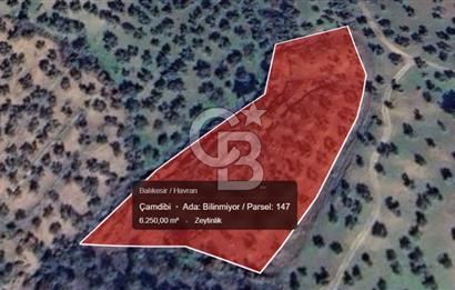 EMSALSİZ FİYAT! HAVRAN'DA KADASTRAL YOLLU, VERİMLİ ZEYTİNLİK