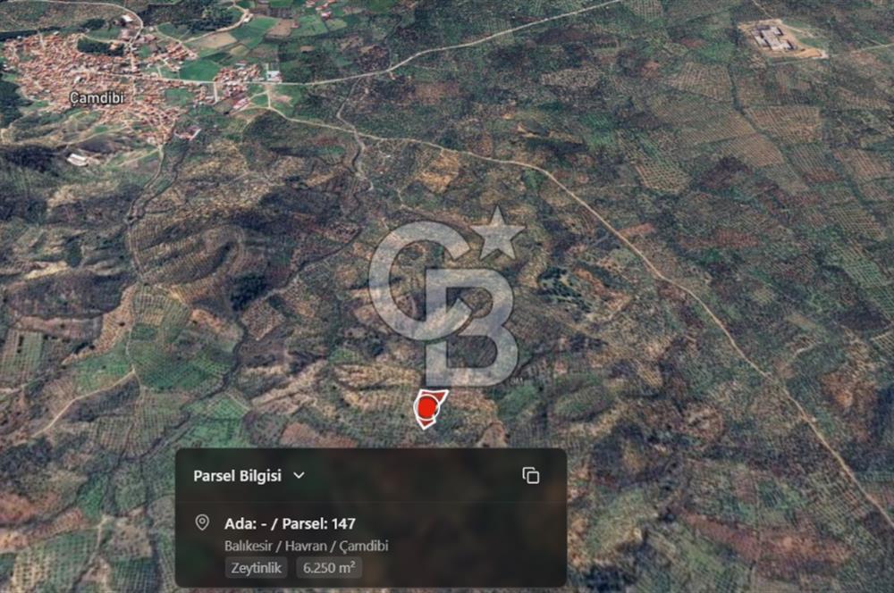 EMSALSİZ FİYAT! HAVRAN'DA KADASTRAL YOLLU, VERİMLİ ZEYTİNLİK