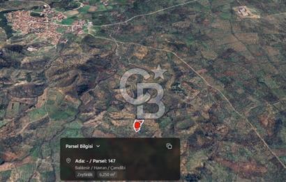 EMSALSİZ FİYAT! HAVRAN'DA KADASTRAL YOLLU, VERİMLİ ZEYTİNLİK