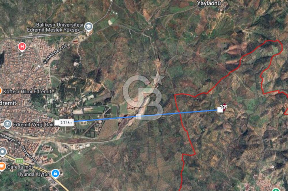 EMSALSİZ FİYAT! HAVRAN'DA KADASTRAL YOLLU, VERİMLİ ZEYTİNLİK