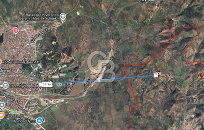 EMSALSİZ FİYAT! HAVRAN'DA KADASTRAL YOLLU, VERİMLİ ZEYTİNLİK