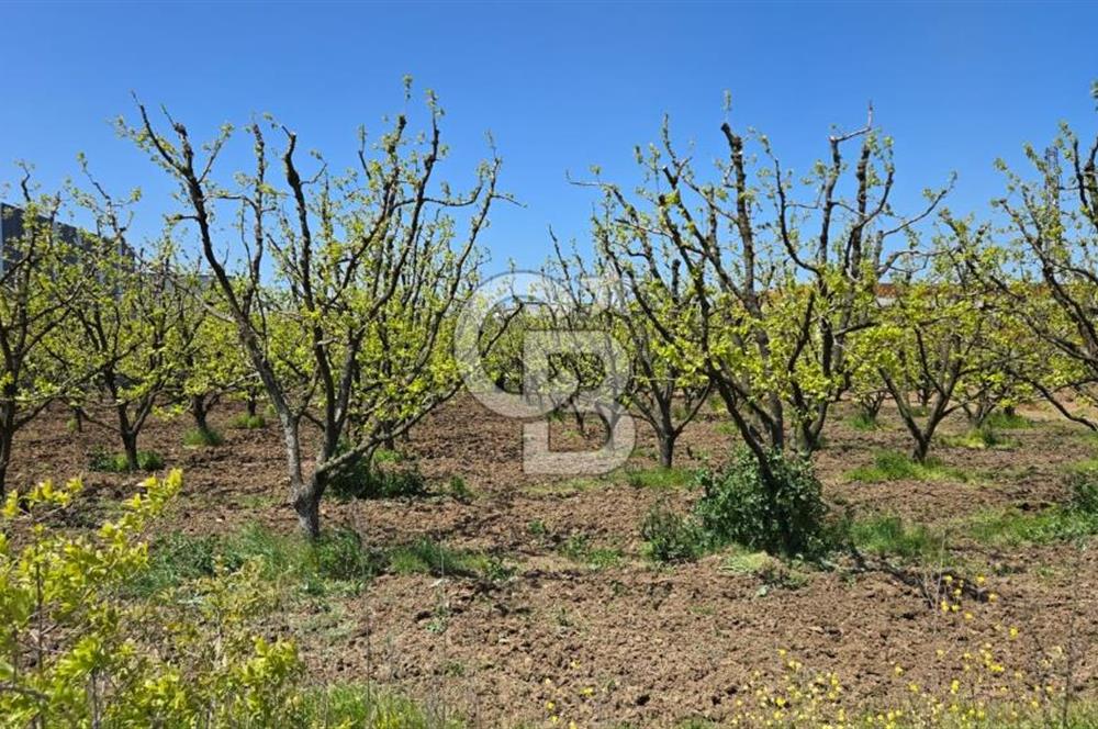 YALOVA ALTINOVA KAYTAZDERE SATILIK K.SANAYİ İMARLI ARSA! 4790M2