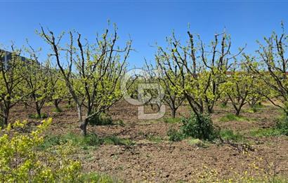 YALOVA ALTINOVA KAYTAZDERE SATILIK K.SANAYİ İMARLI ARSA! 4790M2