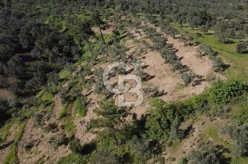 EMSALSİZ FİYAT! HAVRAN'DA KADASTRAL YOLLU, VERİMLİ ZEYTİNLİK