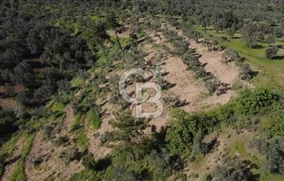 EMSALSİZ FİYAT! HAVRAN'DA KADASTRAL YOLLU, VERİMLİ ZEYTİNLİK