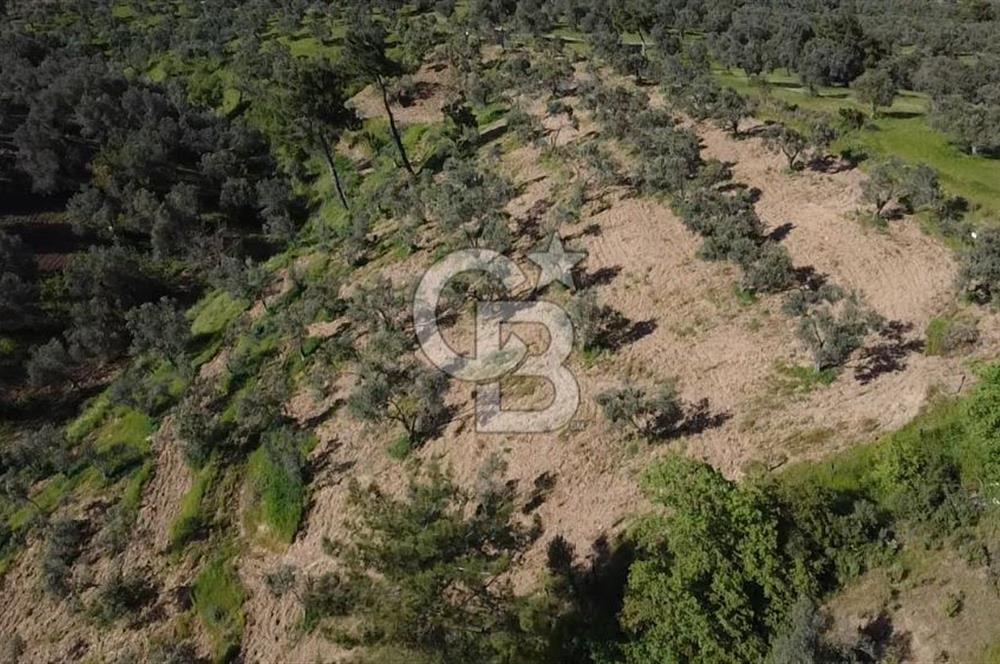 EMSALSİZ FİYAT! HAVRAN'DA KADASTRAL YOLLU, VERİMLİ ZEYTİNLİK