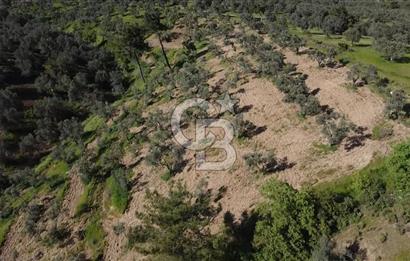 EMSALSİZ FİYAT! HAVRAN'DA KADASTRAL YOLLU, VERİMLİ ZEYTİNLİK