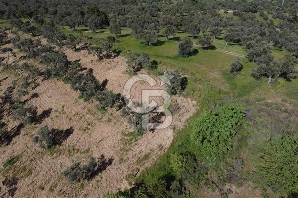 EMSALSİZ FİYAT! HAVRAN'DA KADASTRAL YOLLU, VERİMLİ ZEYTİNLİK