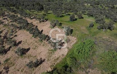 EMSALSİZ FİYAT! HAVRAN'DA KADASTRAL YOLLU, VERİMLİ ZEYTİNLİK