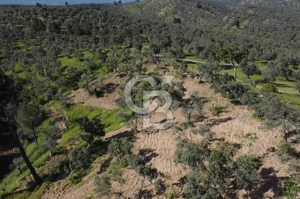 EMSALSİZ FİYAT! HAVRAN'DA KADASTRAL YOLLU, VERİMLİ ZEYTİNLİK
