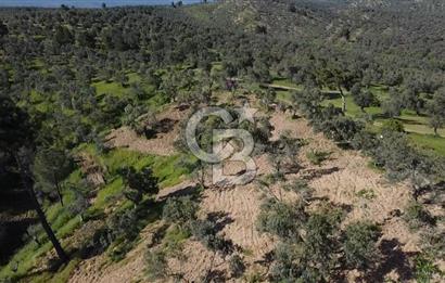 EMSALSİZ FİYAT! HAVRAN'DA KADASTRAL YOLLU, VERİMLİ ZEYTİNLİK