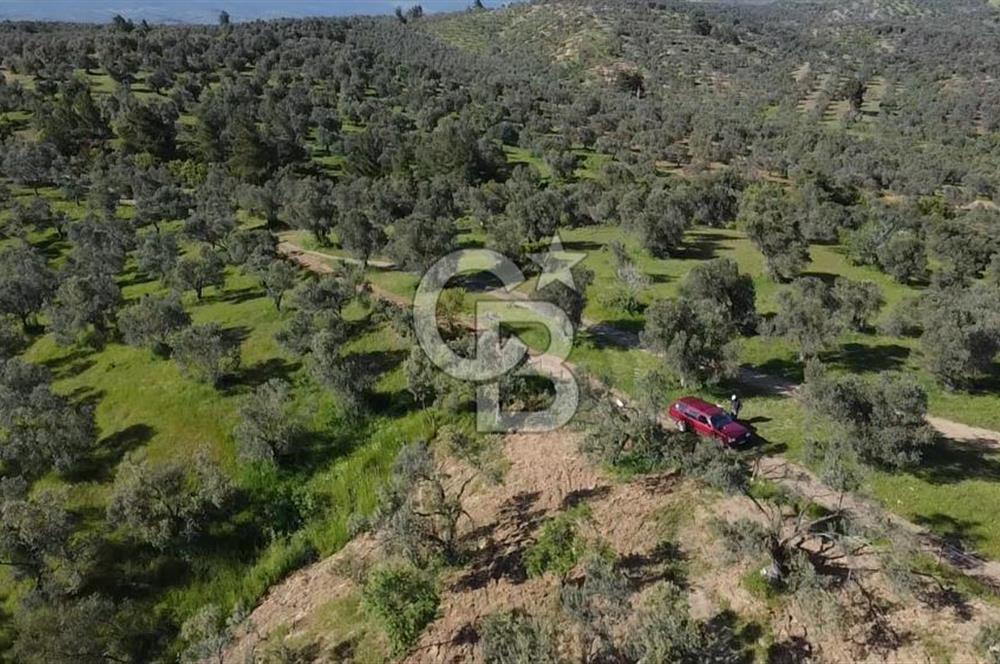 EMSALSİZ FİYAT! HAVRAN'DA KADASTRAL YOLLU, VERİMLİ ZEYTİNLİK