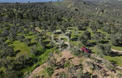 EMSALSİZ FİYAT! HAVRAN'DA KADASTRAL YOLLU, VERİMLİ ZEYTİNLİK