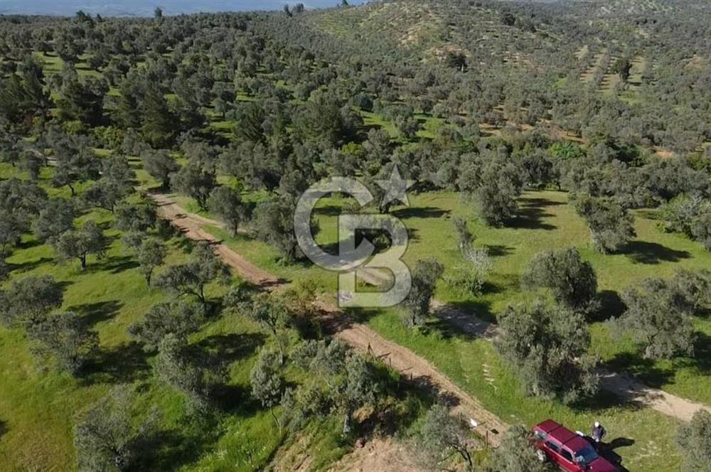 EMSALSİZ FİYAT! HAVRAN'DA KADASTRAL YOLLU, VERİMLİ ZEYTİNLİK