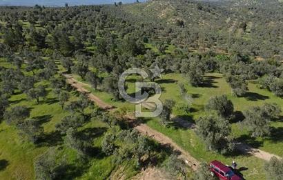 EMSALSİZ FİYAT! HAVRAN'DA KADASTRAL YOLLU, VERİMLİ ZEYTİNLİK