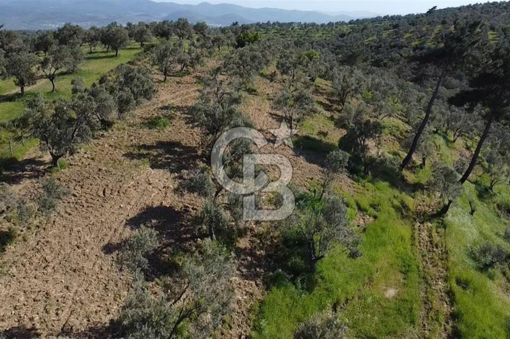 EMSALSİZ FİYAT! HAVRAN'DA KADASTRAL YOLLU, VERİMLİ ZEYTİNLİK