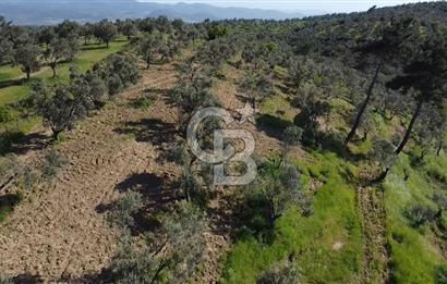 EMSALSİZ FİYAT! HAVRAN'DA KADASTRAL YOLLU, VERİMLİ ZEYTİNLİK