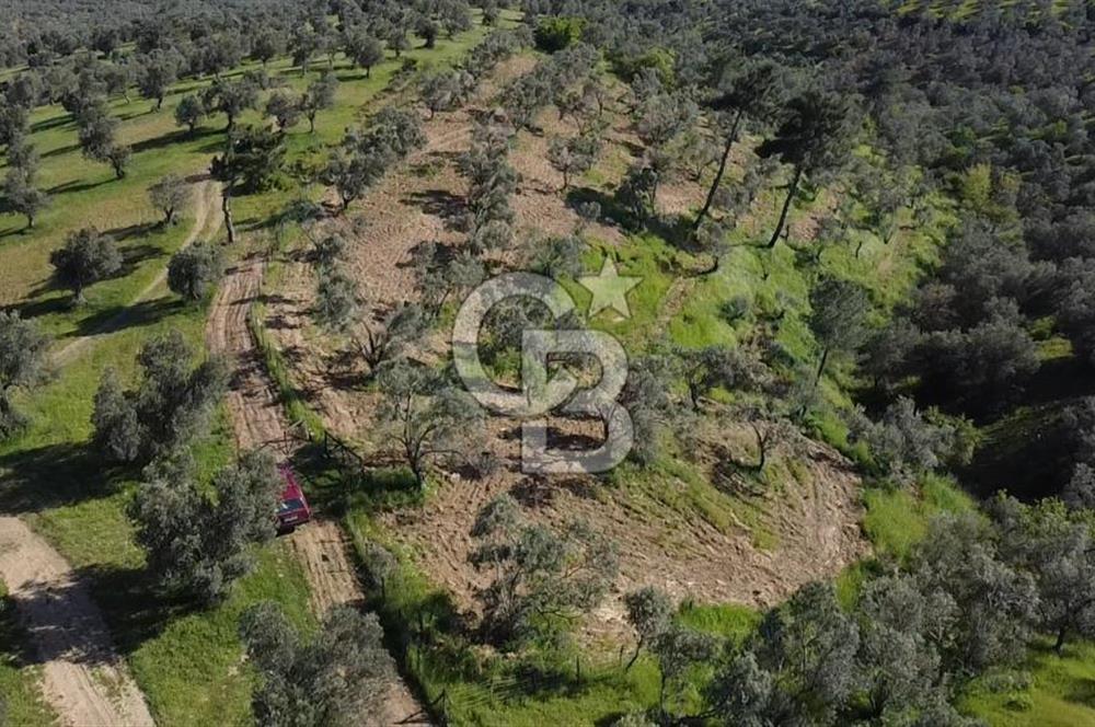 EMSALSİZ FİYAT! HAVRAN'DA KADASTRAL YOLLU, VERİMLİ ZEYTİNLİK